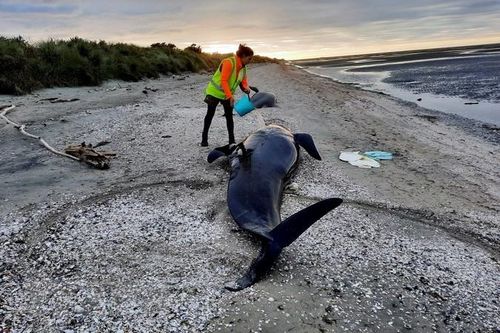 Hàng chục cá voi hoa tiêu chết do mắc cạn tại New Zealand