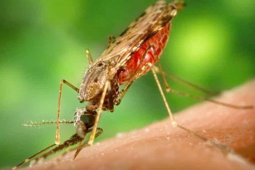 Australia ghi nhận thêm ca tử vong do virus viêm não Nhật Bản