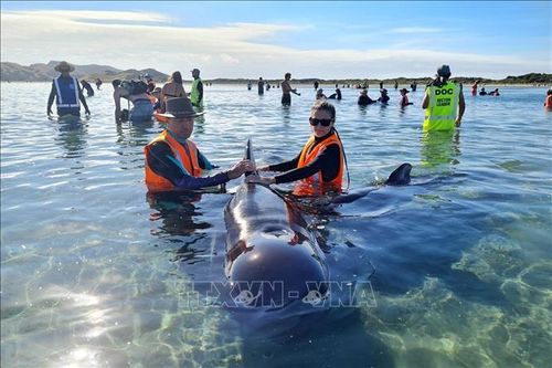 Hàng chục cá voi hoa tiêu chết do mắc cạn tại New Zealand