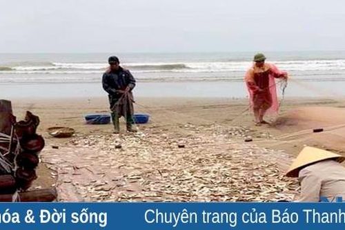 Ngư dân Quảng Xương thu tiền triệu mỗi ngày từ khai thác cá trích