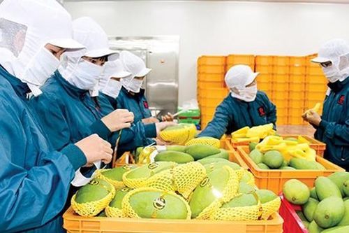 Xuất khẩu sang Trung Đông: Thị trường 400 triệu dân chưa được khai thác hiệu quả