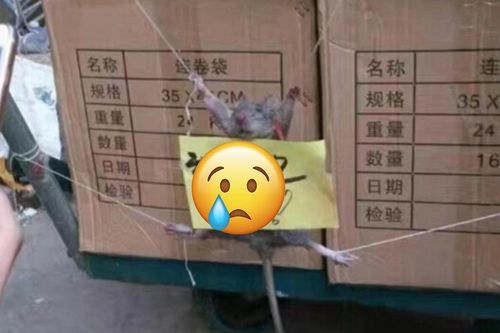 Bi hài cảnh 'đạo chích' 4 chân trộm gạo bị bắt quả tang, nhận hình phạt khó đỡ
