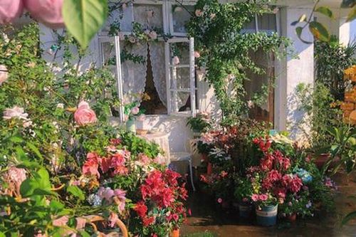 Đam mê với việc trồng hoa, cô nàng độc thân 27 tuổi thuê nhà trên sân thượng để tạo ra khu vườn đẹp như tranh vẽ của riêng mình