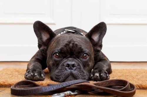 Choáng: Cặp vợ chồng tìm 'bảo mẫu' cho chó lương 55 triệu/tháng