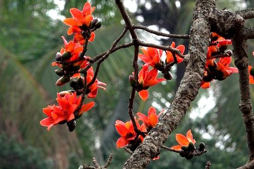 Hoa gạo thắp lửa đẹp ngỡ ngàng góc sân chùa Thầy