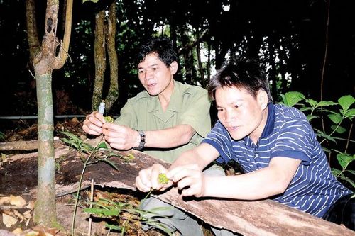 Lộc trời dưới đỉnh Ngọc Linh