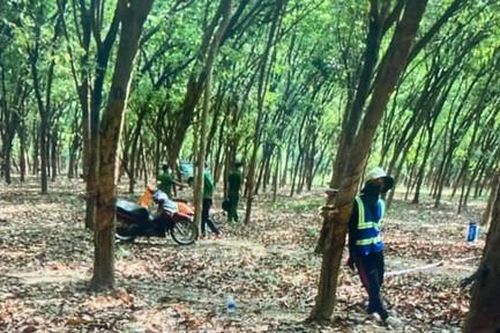 Phát hiện 1 phụ nữ tử vong bất thường trong lô cao su ở Đồng Nai