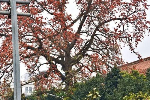 Rợp trời sắc đỏ hoa gạo tháng Ba