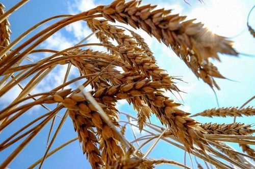 Chiến sự kéo dài có nguy cơ ảnh hưởng đến xuất khẩu nông sản của Ukraine