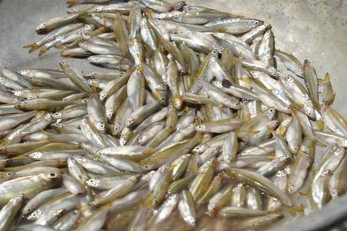 Loại cá 'nhà nghèo' xưa rẻ bèo ở Việt Nam, nay bắt về bán 250.000/kg