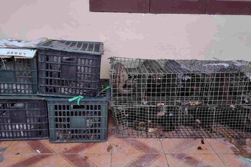 Xe giường nằm chở 17 cá thể cầy hương và nhím không rõ nguồn gốc