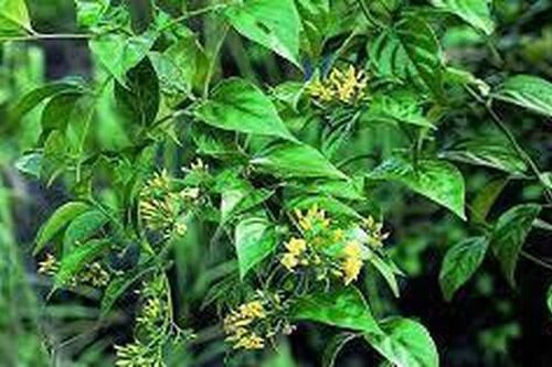 Ăn nhầm lá ngón khiến 1 người tử vong, 4 người ngộ độc nặng