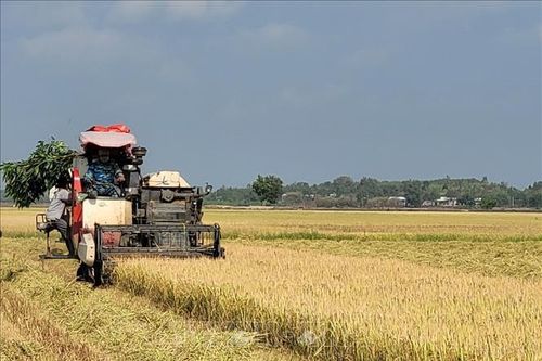 Giá lúa vụ Đông Xuân giảm mạnh, nông dân khó có lãi