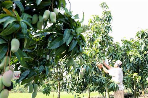 Đẩy nhanh triển khai cấp mã số vùng trồng cho sản phẩm nông nghiệp