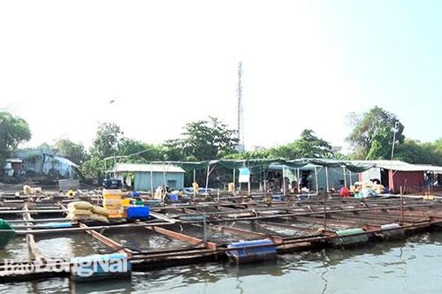 Khảo sát về việc giải tỏa các hộ nuôi cá bè trên sông Đồng Nai