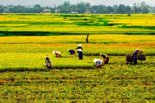 Nha Trang: Chấn chỉnh các vi phạm trong quản lý đất trồng lúa