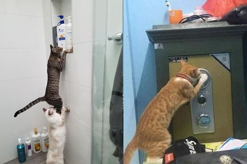 Dở khóc dở cười mua thú cưng về nuôi ai ngờ rước nhầm 'đạo chích' thứ thiệt