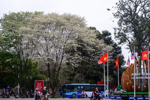 Sau hoa phong linh, người Hà Nội rủ nhau 'check-in' cùng hoa sưa nở trắng trời