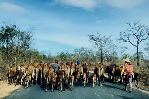 Huyện Ea Súp (Đắk Lắk): Bán trâu bò để mua… rơm!