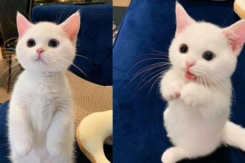 Biểu cảm đáng yêu của những con mèo cưng khiến bạn 'tan chảy'