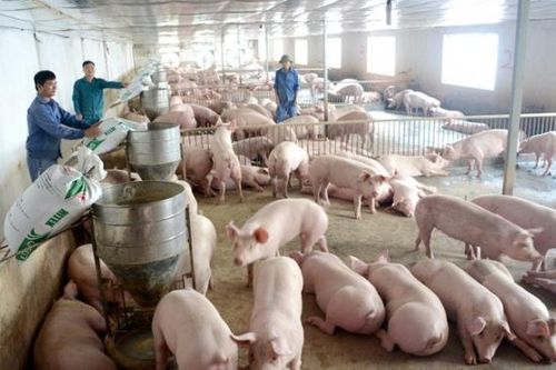 Xuất khẩu thịt lợn có phải chỉ là 'giấc mơ'?
