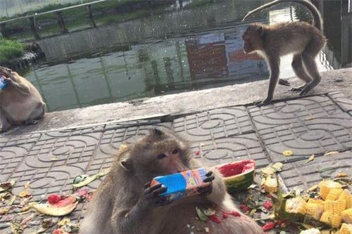 Cuộc đời bi kịch của chú khỉ béo phì nổi tiếng nhất Thái Lan và cái chết bí ẩn do lòng tham của con người