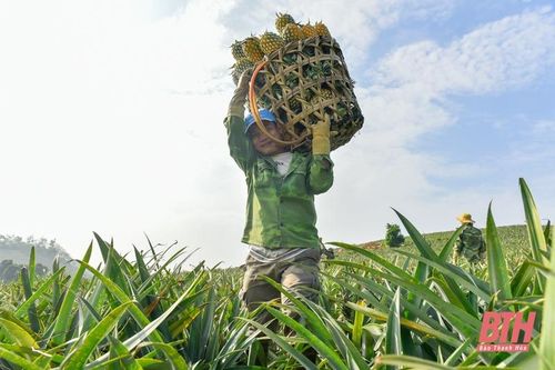 Thanh Hóa vào mùa thu hoạch dứa