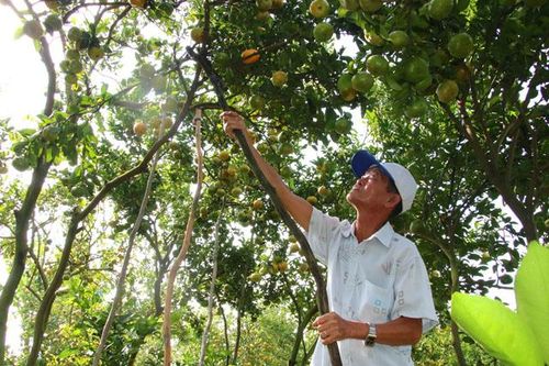 Định hướng nhân rộng nhiều mô hình nông nghiệp hiệu quả