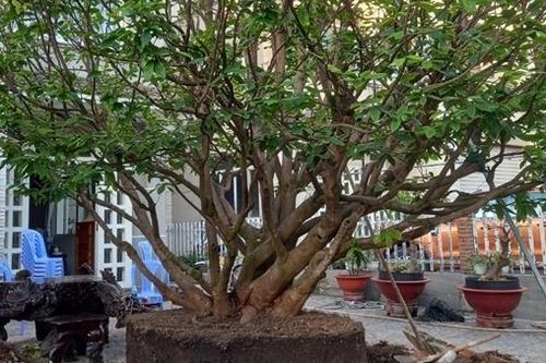 Chủ vựa cây kiểng cùng đàn em cướp mai vàng trị giá 150 triệu đồng