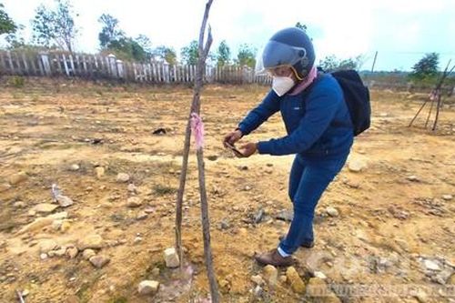 Cây trồng tạo cảnh quan cho công trình thủy lợi ngàn tỷ chết hàng loạt