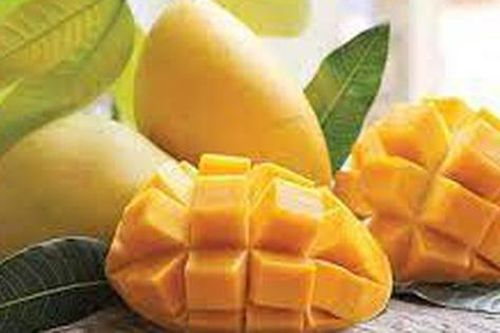 Xoài được kích chín bằng hóa chất để trông ngon hơn mà không bị dập nát nhìn vào cuống là biết ngay