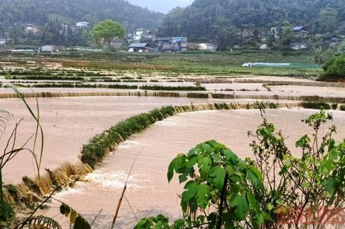 Mưa lớn gây ngập úng, ách tắc giao thông ở Lào Cai