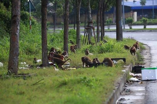 Khỉ tràn xuống đường xin ăn và tác hại cho thiên nhiên Sơn Trà