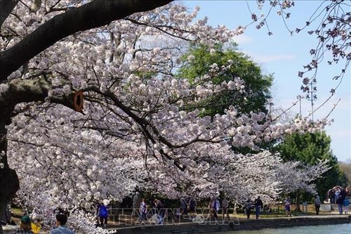 Rực rỡ mùa hoa anh đào những ngày tháng 3 ở Washington