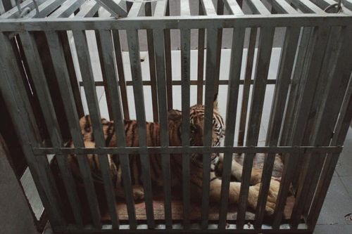 Cận cảnh quá trình bàn giao 7 cá thể hổ về Vườn Quốc gia Phong Nha - Kẻ Bàng
