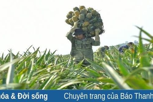Vất vả nghề 'cõng' dứa thuê