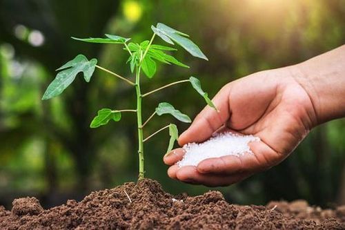 Giá phân bón tăng phi mã khi đứt gãy nguồn cung từ Nga, hệ lụy nào cho thị trường?