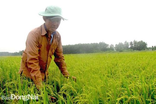 Gỡ khó cho dự án sử dụng đất lúa