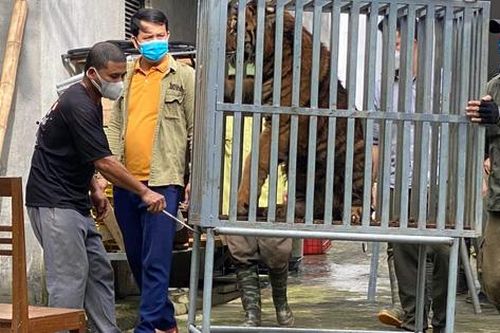 Vườn Quốc gia Phong Nha - Kẻ Bàng sẽ có 7 con hổ được chuyển vào từ Nghệ An