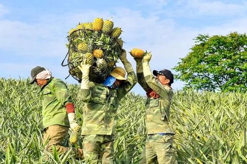 Nhọc nhằn mưu sinh bằng nghề 'cõng' dứa thuê