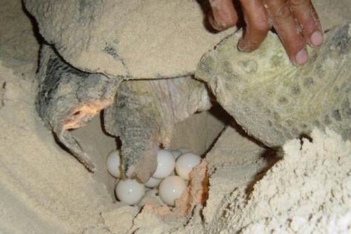 'Bà đỡ' cho rùa ở Côn Đảo