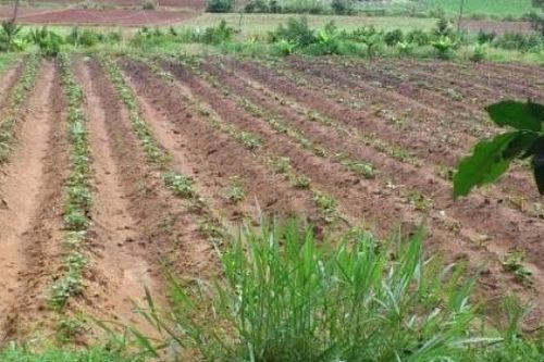 Hà Nội: Yêu cầu các quận, huyện, thị xã tạm dừng phân lô, tách thửa với đất nông nghiệp