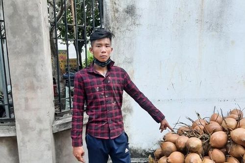 Nam thanh niên đột nhập vào vườn cây trộm… 600 trái dừa