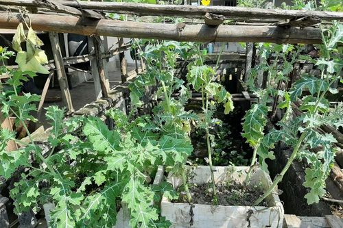 Trồng hơn 200 cây anh túc trong vườn nhà để… chữa bệnh?