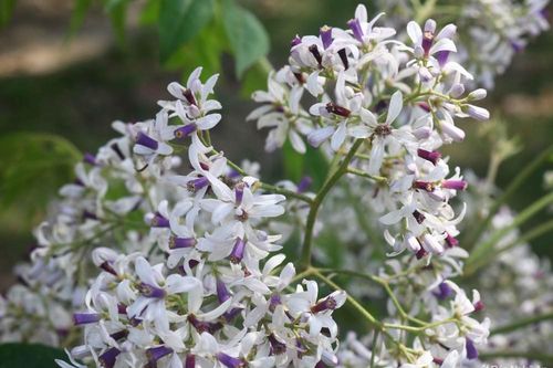 Đẹp nao lòng mùa hoa xoan xứ Nghệ