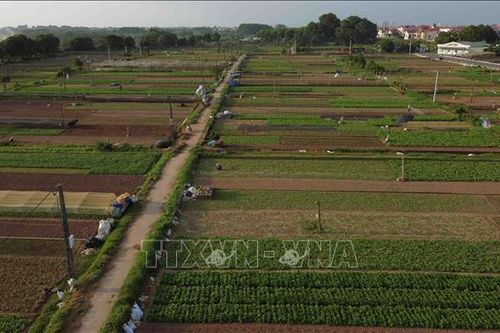 Hà Nội tạm dừng phân lô, tách thửa đối với đất nông nghiệp, trừ một số trường hợp cụ thể