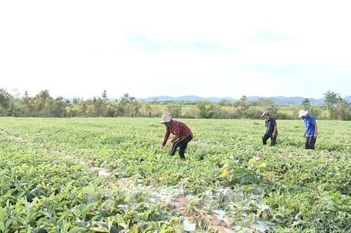 Người trồng dưa hấu lao đao vì giá xuống thấp