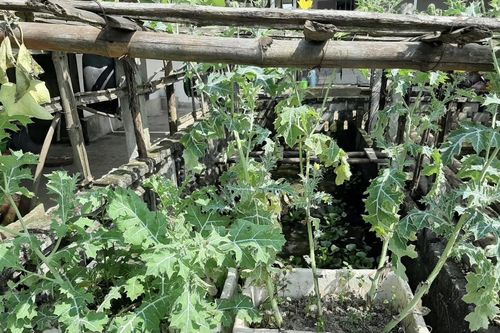 Làm vườn anh túc để... ngâm rượu!