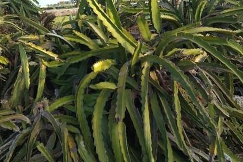 Thanh long mất giá, không tiêu thụ được, nông dân phải phá bỏ