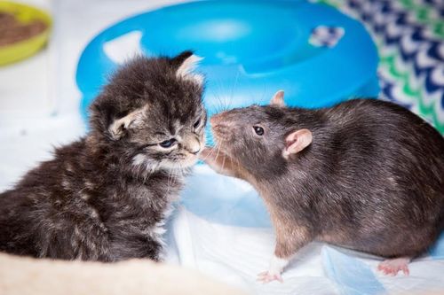 Chuột 'bảo mẫu' chuyên làm nhiệm vụ chăm sóc mèo khiến dân tình 'tan chảy'